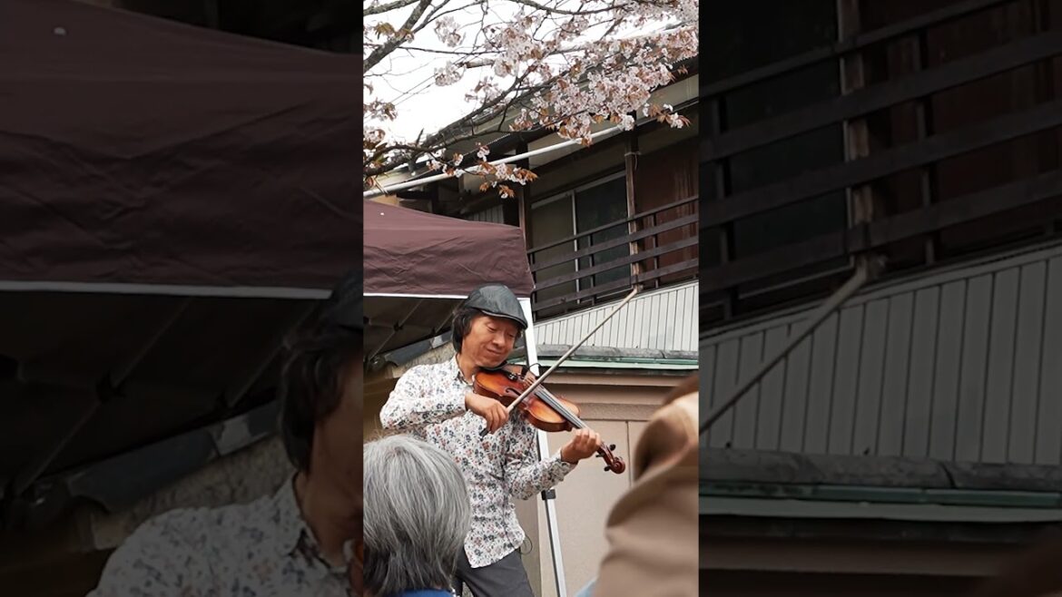 Miglior Sakura spot nel #kansai  #giappone