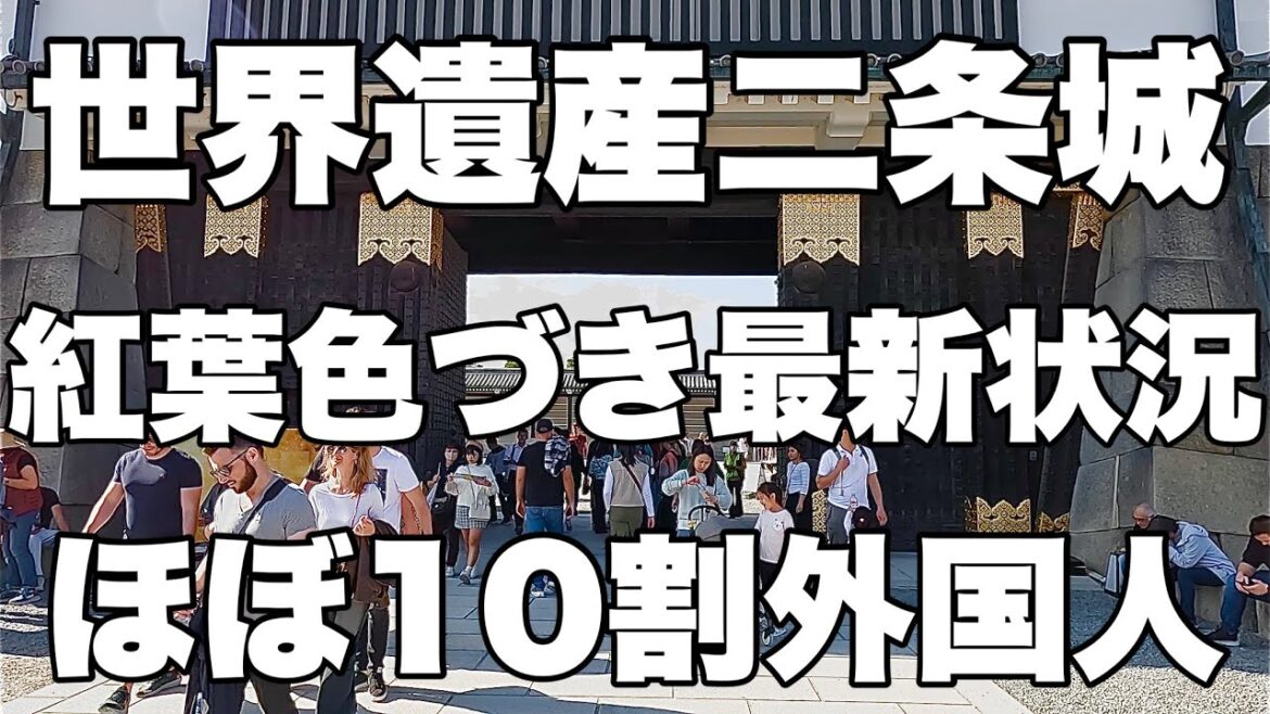 【4K】2024年11月12日（火）世界遺産二条城。紅葉色づき最新状況でほぼ10割外国人観光客！世界遗产二条城。几乎100%的外国游客都掌握了有关红叶变色的最新信息！Nijo Castle japan