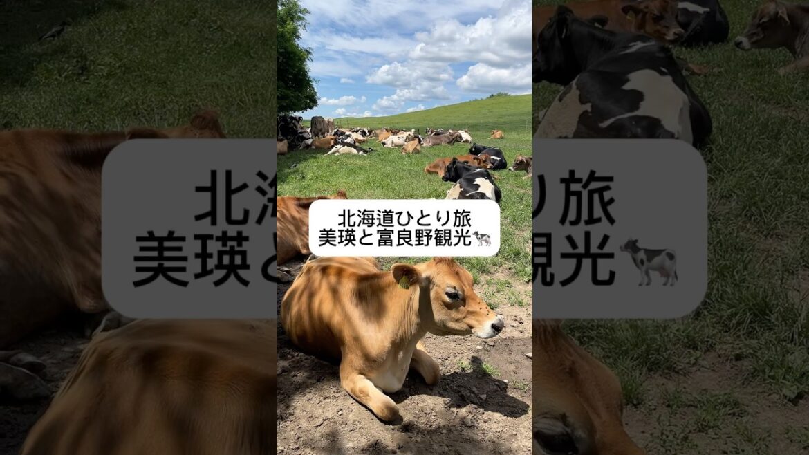 北海道ひとり旅14日目、美瑛と富良野を観光して来たよ🐄🧀🍞 #北海道 #旅行 #国内旅行 #グルメ #美瑛 #富良野 #ひとり旅 #女ひとり旅 #食べ歩き #北海道グルメ