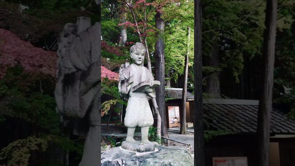 静岡県の小國神社の紅葉が色づき始めました🍁⛩ #shorts #shortvideo #紅葉 #紅葉スポット #japantravel #japan