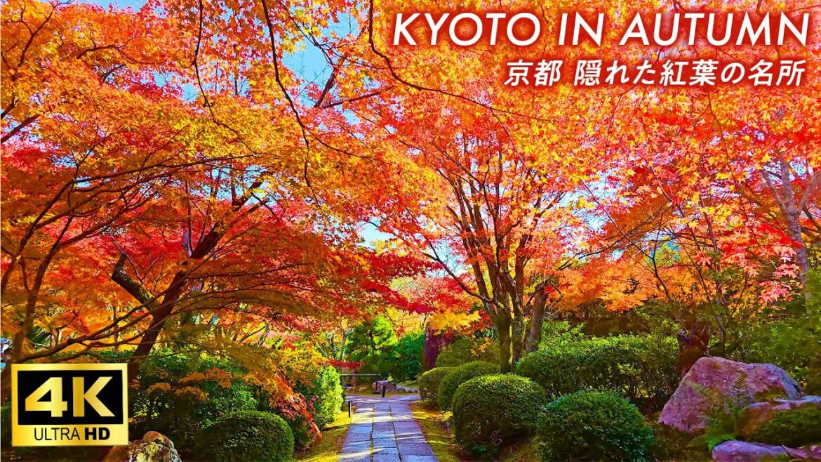 【4K Japan Walk】Kyoto 3 hidden autumn leaves spots recommended by local taxi driver 【4K Japan Walk】Kyoto 3 hidden autumn leaves spots recommended by local taxi driver