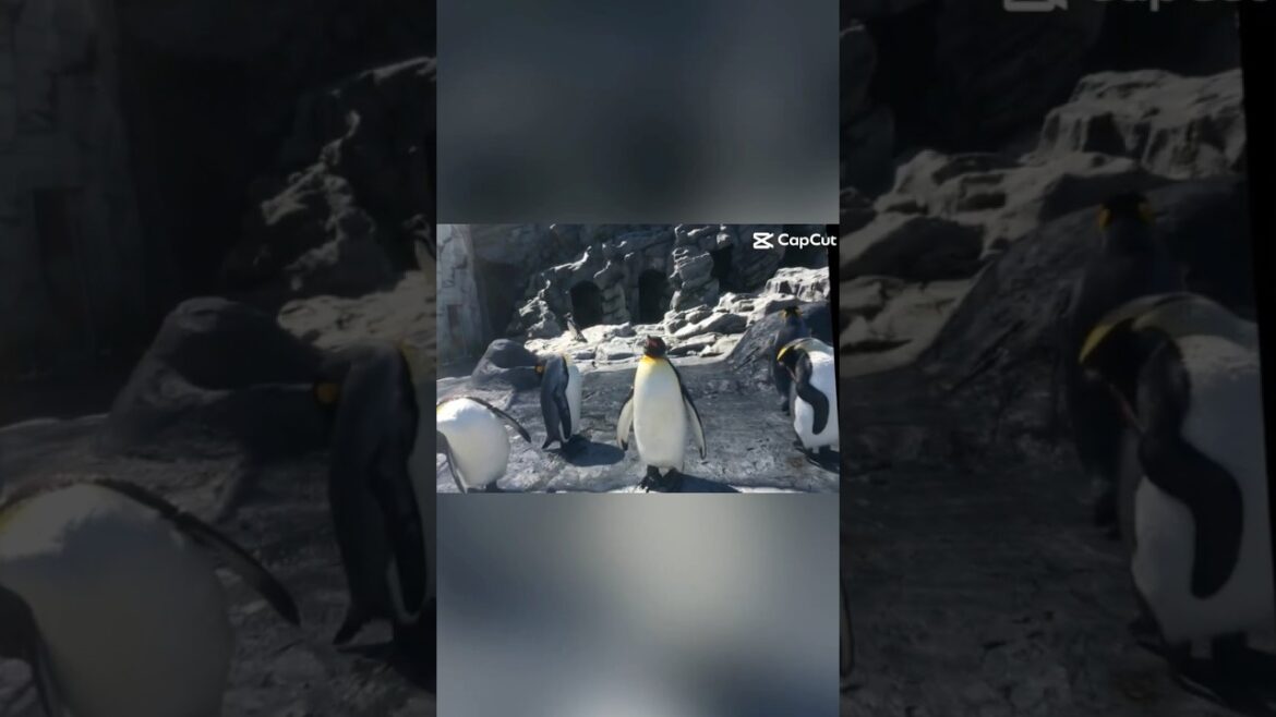 Asahikawa Asahiyama zoological park#zoo #animals #penguin #capcut  #cute #japan #polarbear #trip
