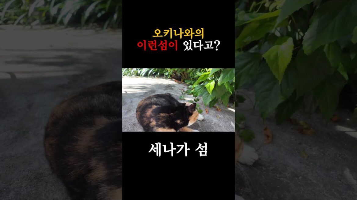 일본 오키나와에 이런곳이?#shorts