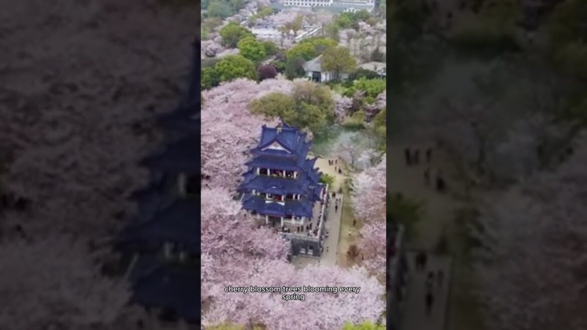 16 Must-Visit Places in Japan for 2025 🌸✨ | Travel Shorts  #travel  #JapanTravel #VisitJapan2025 16 Must-Visit Places in Japan for 2025 🌸✨ | Travel Shorts  #travel  #JapanTravel #VisitJapan2025