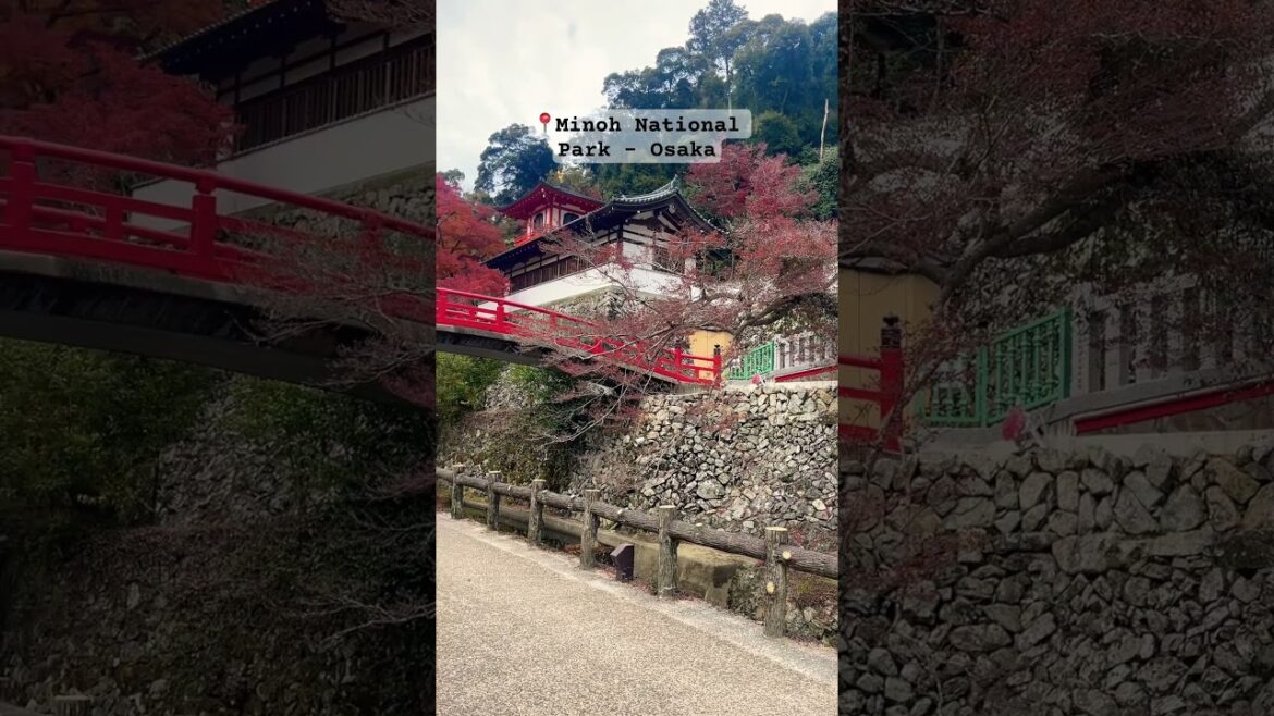 Get away from the crowds of Osaka 🍁#japan #travel #osaka