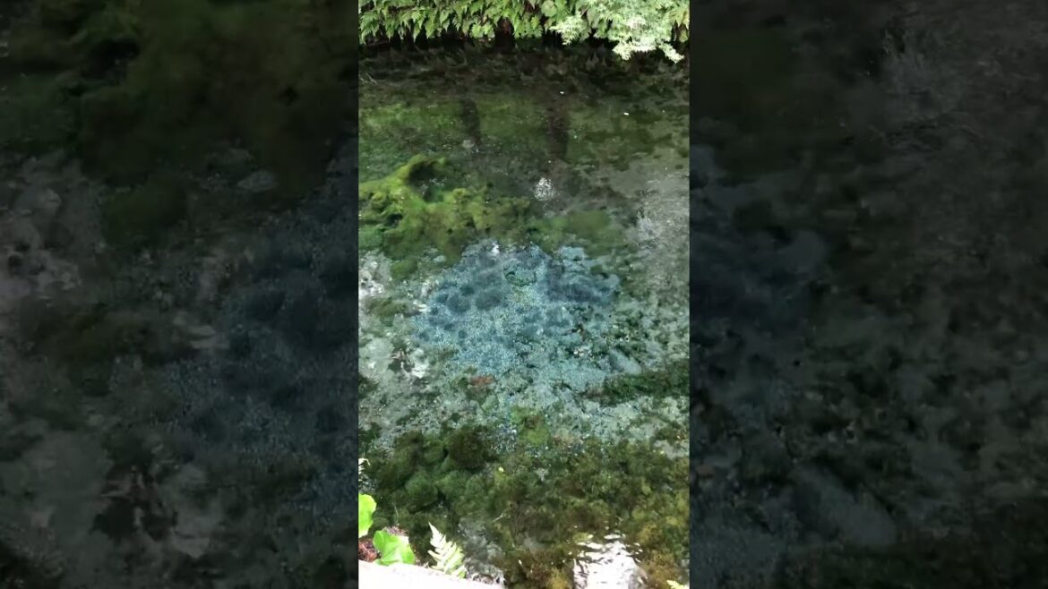 Discover Shirakawa Spring: Japan’s Crystal Clear Water Source 🌿💧