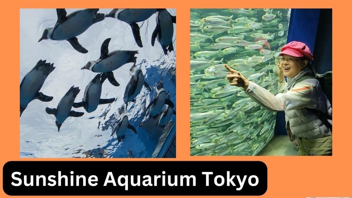Sunshine Aquarium Tokyo Tour/Must-See Marine Life Sunshine Aquarium Tokyo Tour/Must-See Marine Life