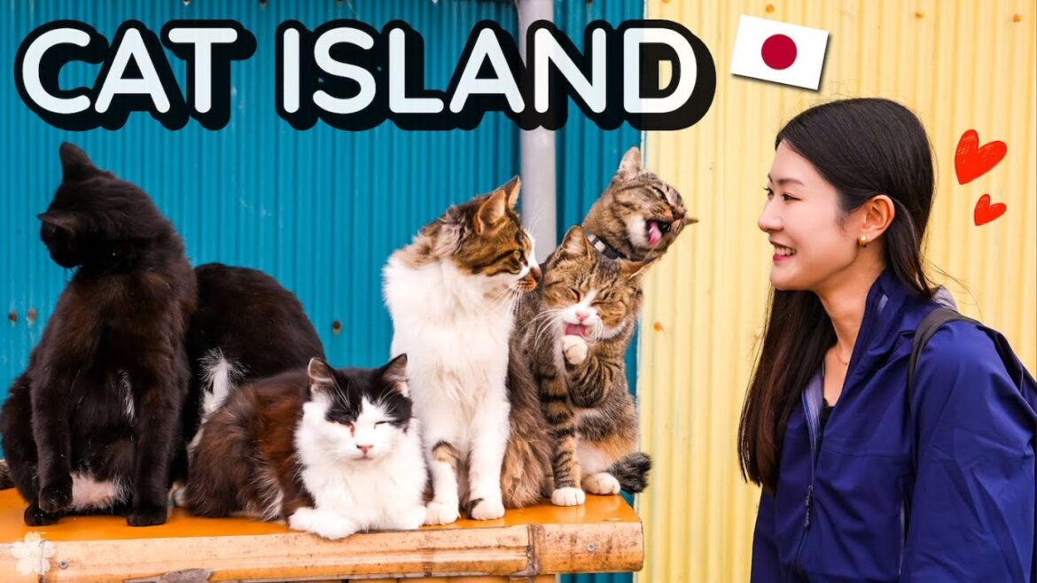 This Japanese Island is Full of Cats... But Why? 🐱 Tashirojima, Miyagi