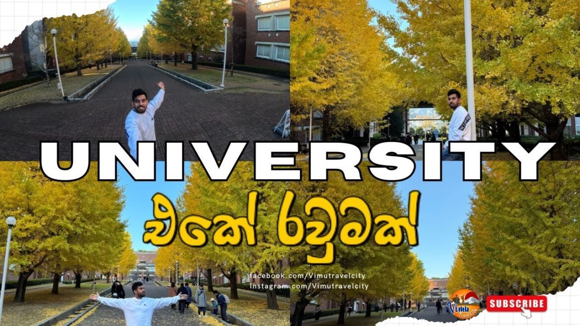 මේ වගේ University එකකට යන්න ඔයාලා ආස නැද්ද – Yellow Trees in the University #vimutravelcity මේ වගේ University එකකට යන්න ඔයාලා ආස නැද්ද - Yellow Trees in the University #vimutravelcity