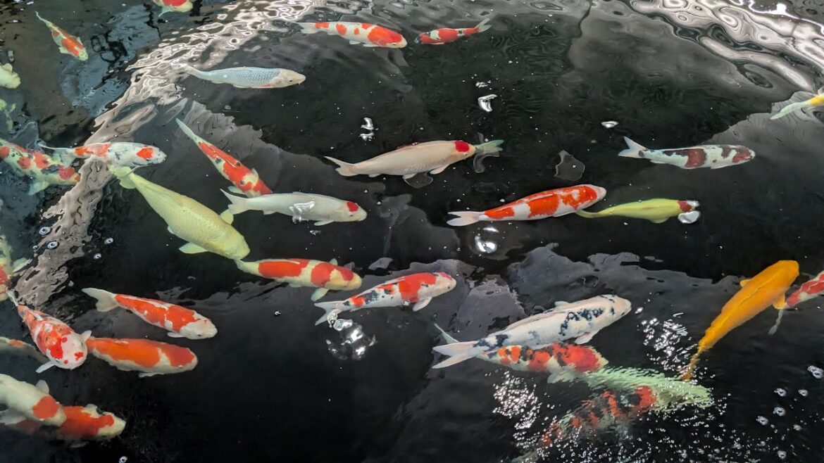 Ojiya, Niigata (新潟県小千谷市) - Nishikigoi no Sato (錦鯉の里) 2024 Nov. 29