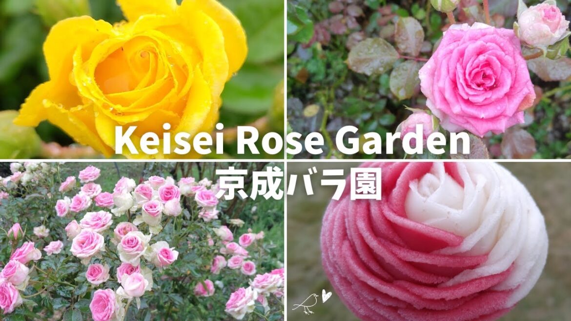 Keisei Rose Garden Tour on a Rainy Day in Autumn 2024