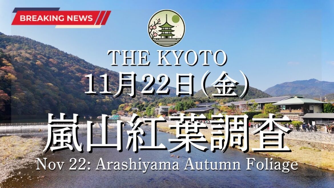 【速報】11月22日(金)の嵐山の紅葉状況！京都の紅葉状況を世界最速でお届け！