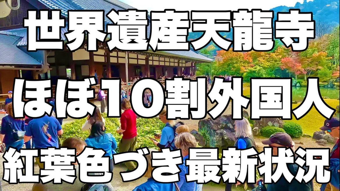 【4K】2024年11月14日（木）世界遺産天龍寺。紅葉色づき状況でほぼ10割外国人観光客！天龙寺，世界遗产。由于秋天树叶的颜色变化，几乎100%的游客都是外国游客！Tenryu-ji Temple