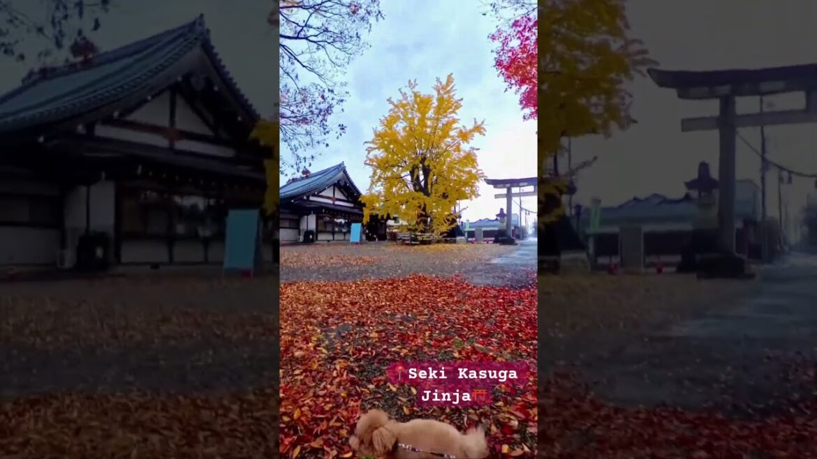 Stunning✨Fall Foliage🍁Japanese⛩️ Shrine🍂 #japanwalk #vlogjapan #traveljapan Stunning✨Fall Foliage🍁Japanese⛩️ Shrine🍂 #japanwalk #vlogjapan #traveljapan