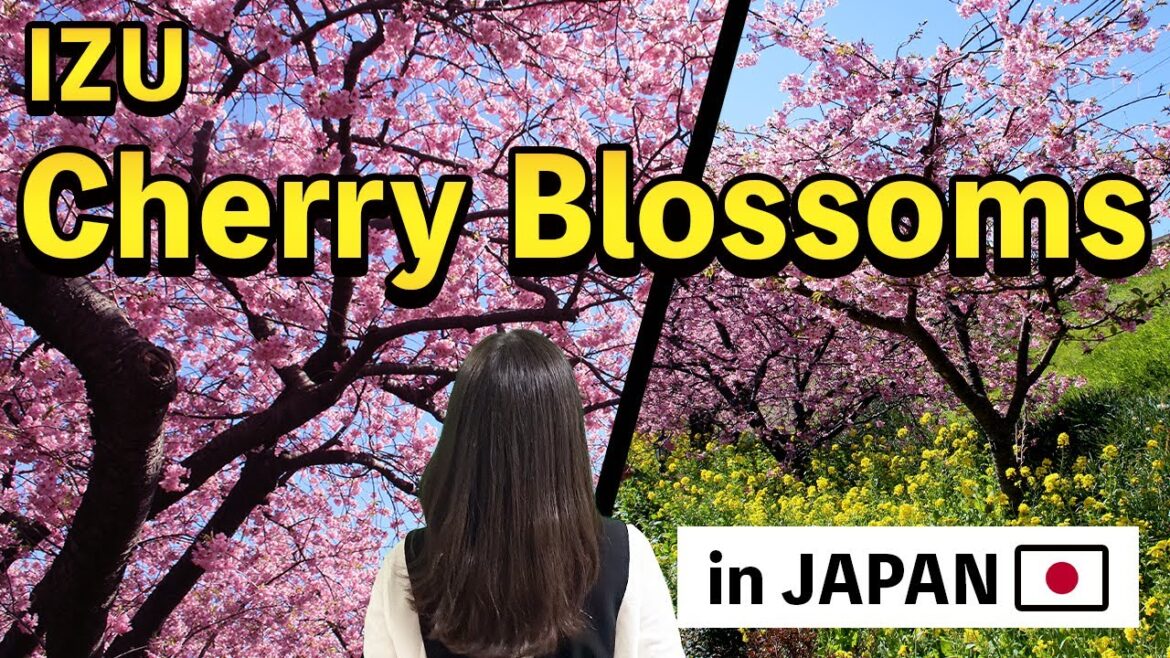 sub) The Most Beautiful Cherry Blossoms in Japan🇯🇵: Exploring Izu’s Famous Sakura Spot in Full Bloom
