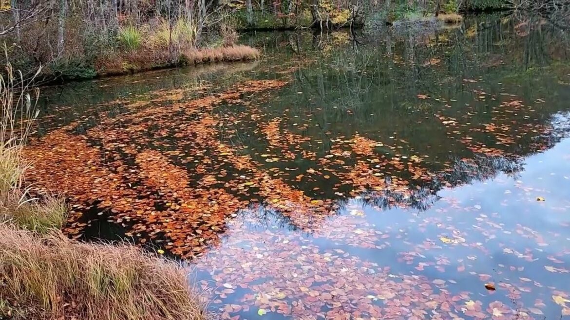 Tsutanuma in Autumn Tsutanuma in Autumn