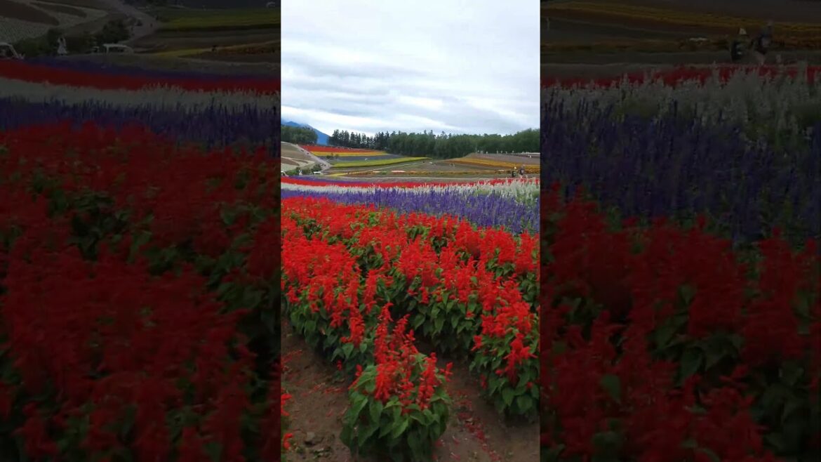 Alpaca Farm, Biei,Hokkaido