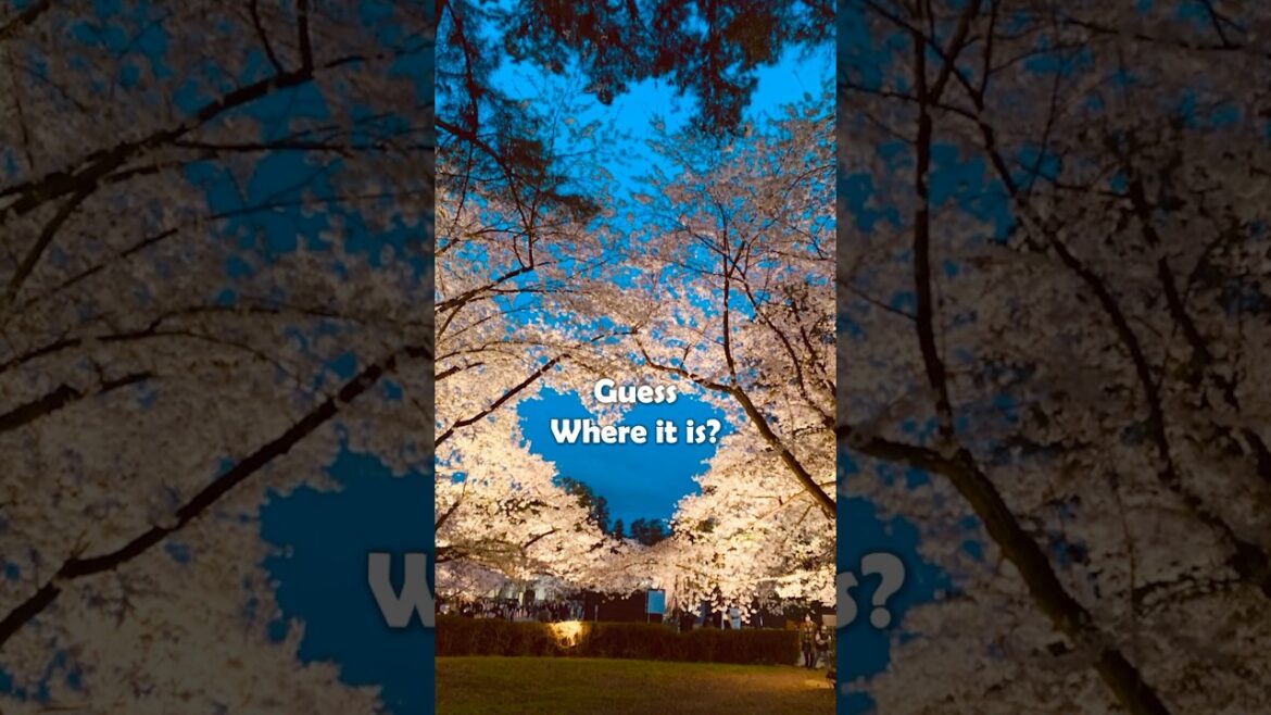 Heart shaped “Sakura”, cherry blossom