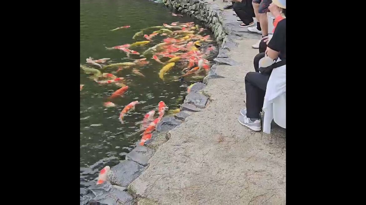 Feeding koi at Ritsurin Koen, Takamatsu, Kagawa prefecture,  Japan