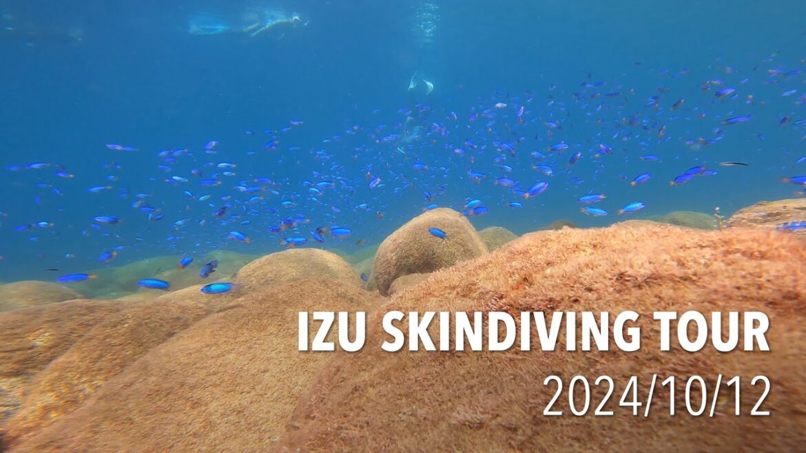 【シュノーケリング】天国のような秋の海!伊豆日帰りスキンダイビングツアー 202410 【シュノーケリング】天国のような秋の海!伊豆日帰りスキンダイビングツアー 202410