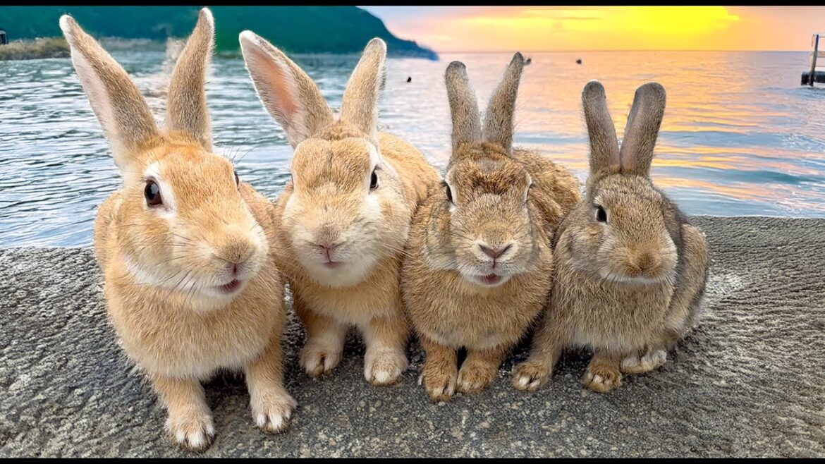 The Only Bunny Island in the World 🏝️🐇 Visiting Japan’s Rabbit Paradise ✨ The Only Bunny Island in the World 🏝️🐇 Visiting Japan’s Rabbit Paradise ✨