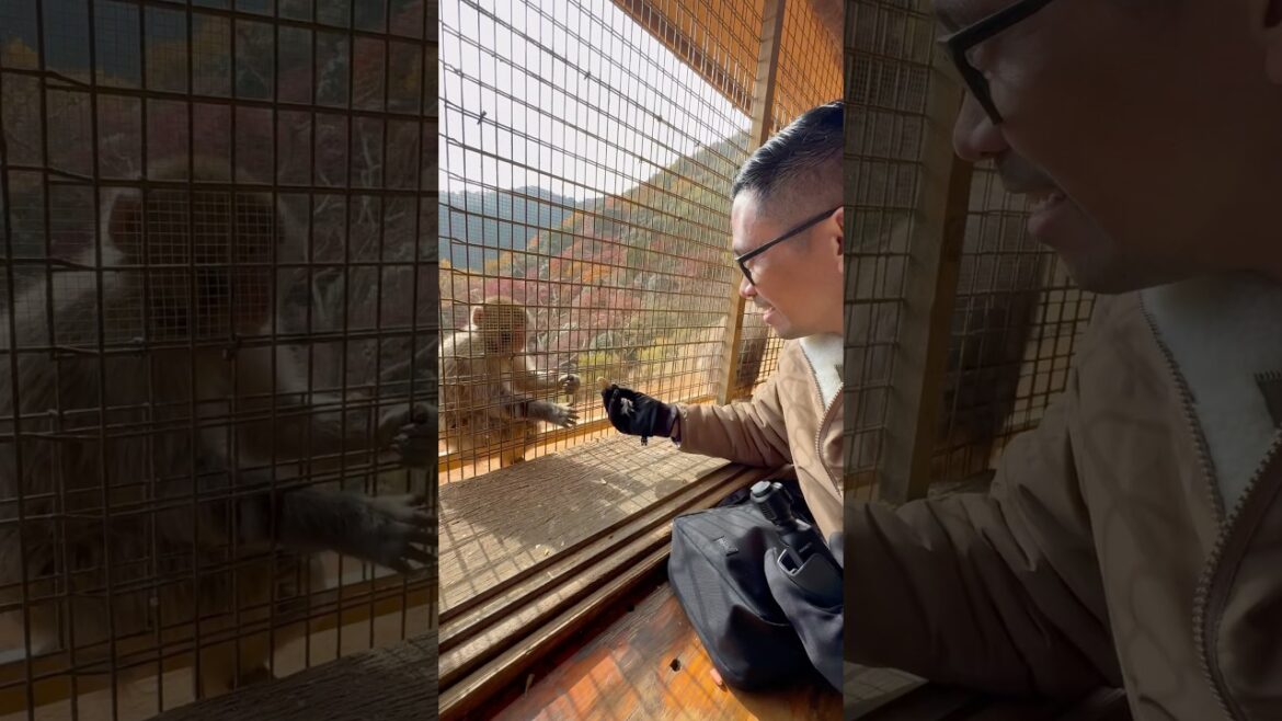 We Went to Kyoto to Feed the Monkeys