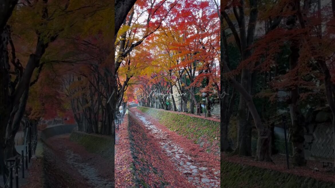 Momiji Kairo🍁#momiji #yamanakako #japan #lakekawaguchiko #kawaguchiko #fuji #maple  #autumn