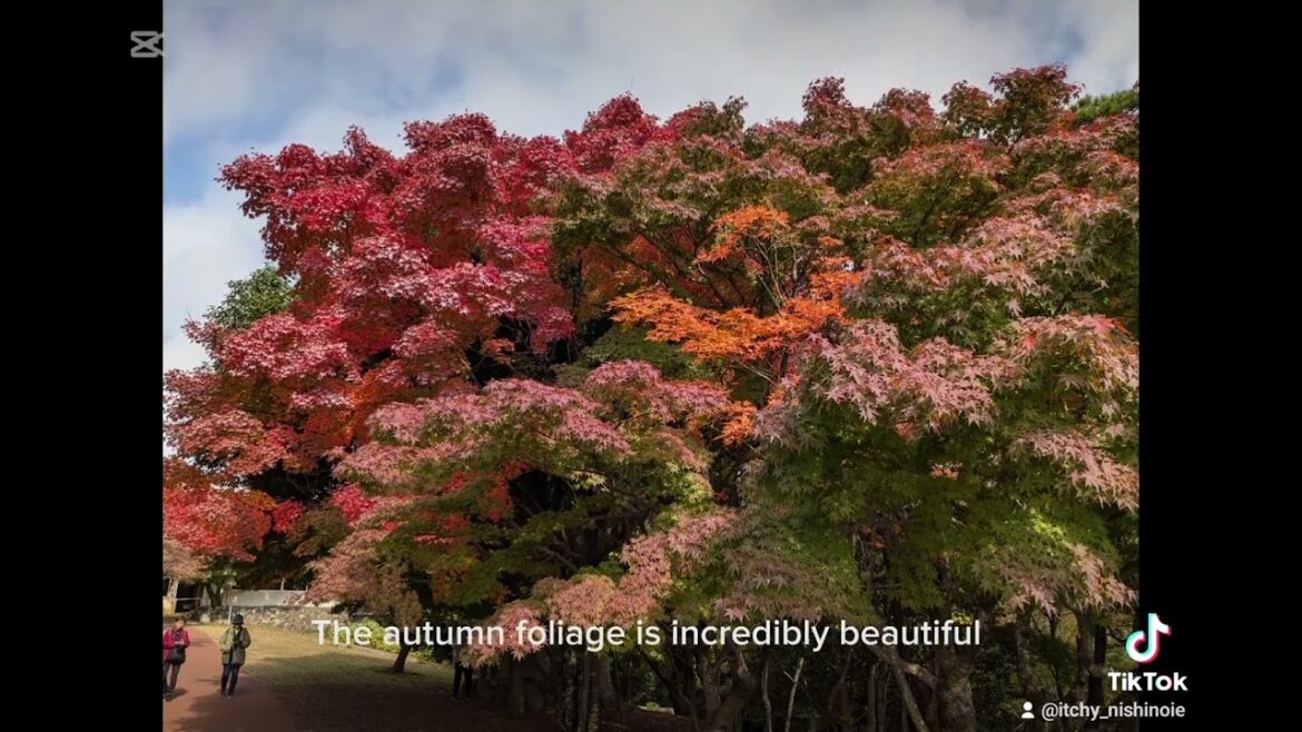traditional japanese house "nishi no ie"