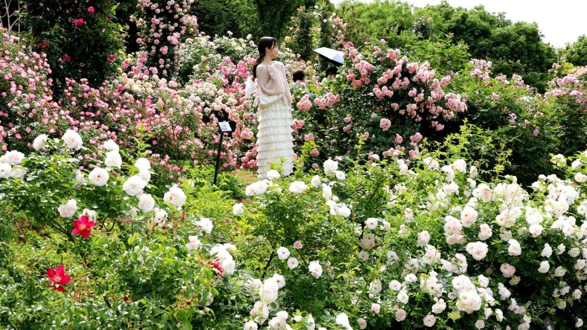 Keisei rose garden Chiba Japan | Japan Walk Keisei rose garden Chiba Japan | Japan Walk