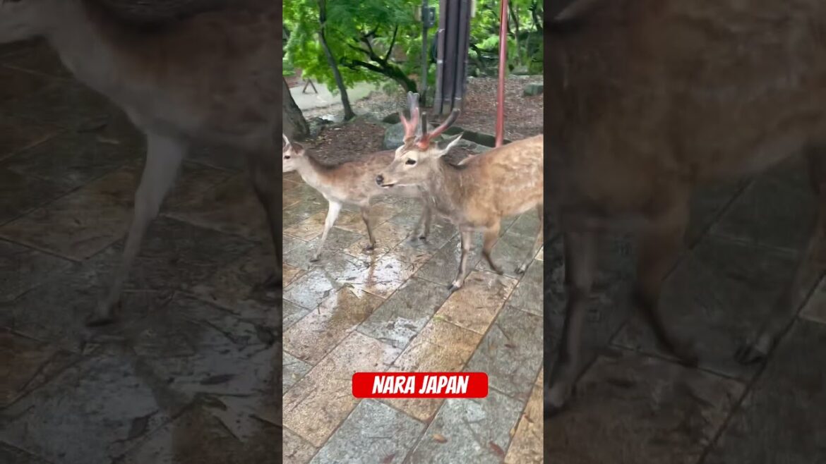Nara Japan  #shorts#viral#videos#Japan