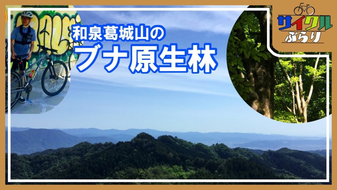 和泉葛城山のブナ原生林
