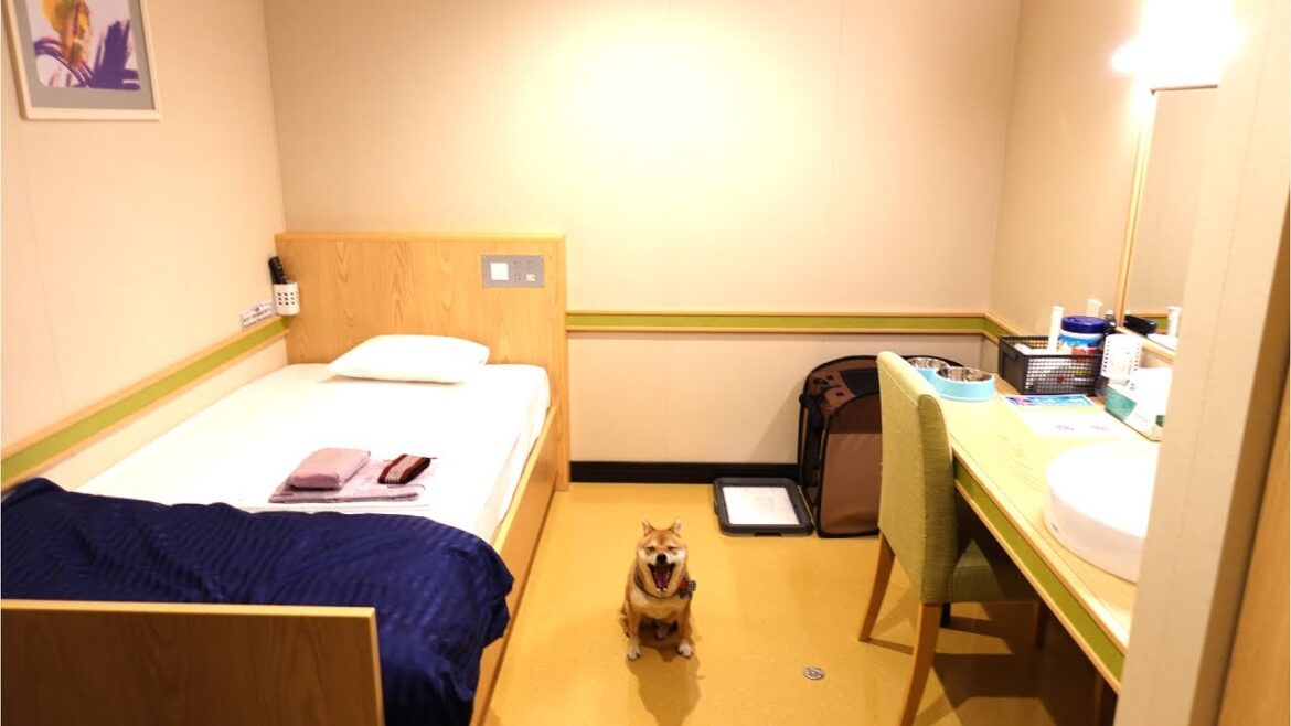 初めてのフェリー乗り継ぎの旅!個室+雑魚寝部屋で過ごす17時間の船旅|豆柴犬と大阪~愛媛~大分へ|オレンジフェリー|Japanese ferry trip 初めてのフェリー乗り継ぎの旅!個室+雑魚寝部屋で過ごす17時間の船旅|豆柴犬と大阪~愛媛~大分へ|オレンジフェリー|Japanese ferry trip