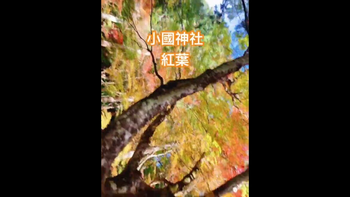 小國神社　紅葉真っ盛り　#shorts  静岡県