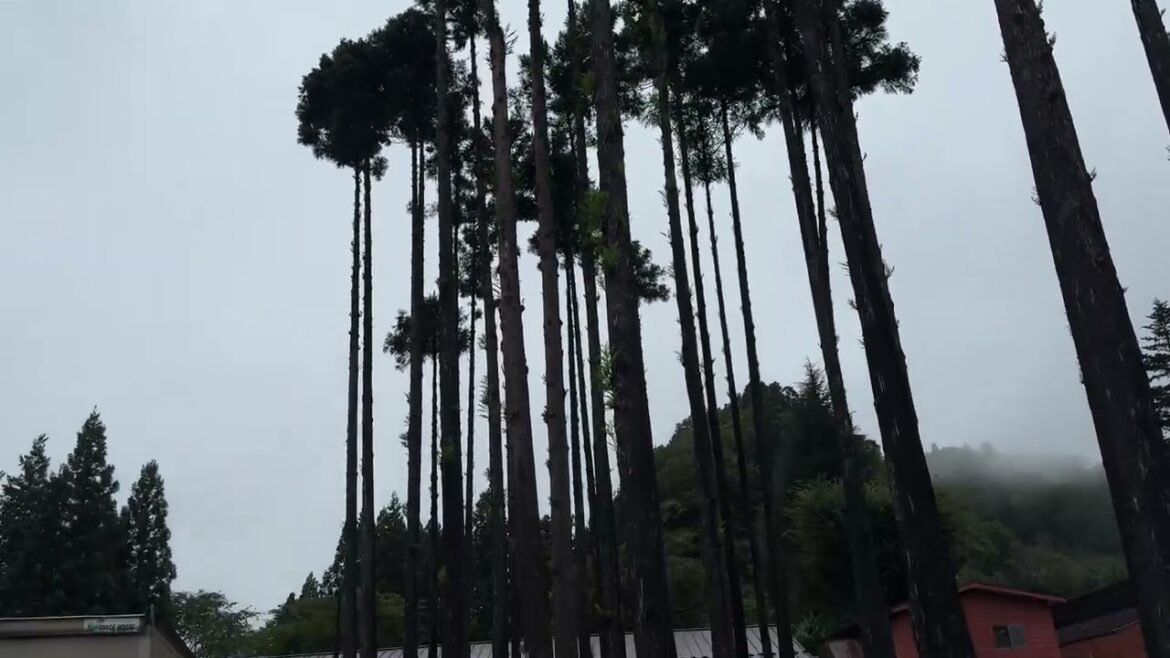 Nikka Whisky Miyagikyo Distillery 3