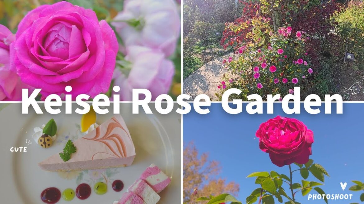 Winter Roses | December Tour of Keisei Rose Garden 2024