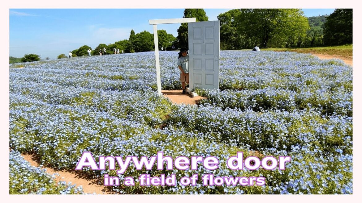 lawn cherry blossoms, nemophila fields, and wisteria gardens