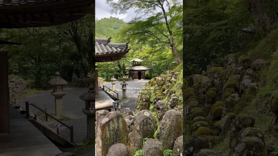 Peaceful Buddhist temple in Kyoto 🌿 #japan #lifeinjapan #japantravel #kyoto