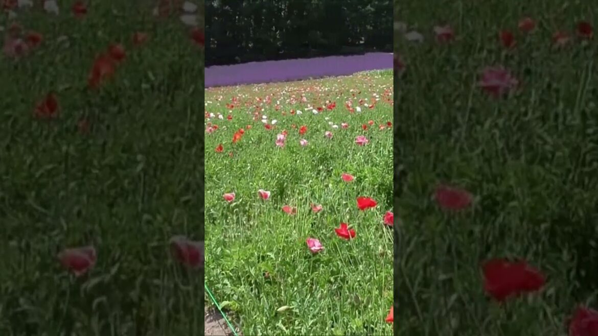 北海道　ファーム富田　北海道空知郡中富良野町　#shorts  #hokkaido  #北海道 　#中富良野　#ファーム富田　#ラベンダー　＃Japan　＃ラベンダー　＃ポピー