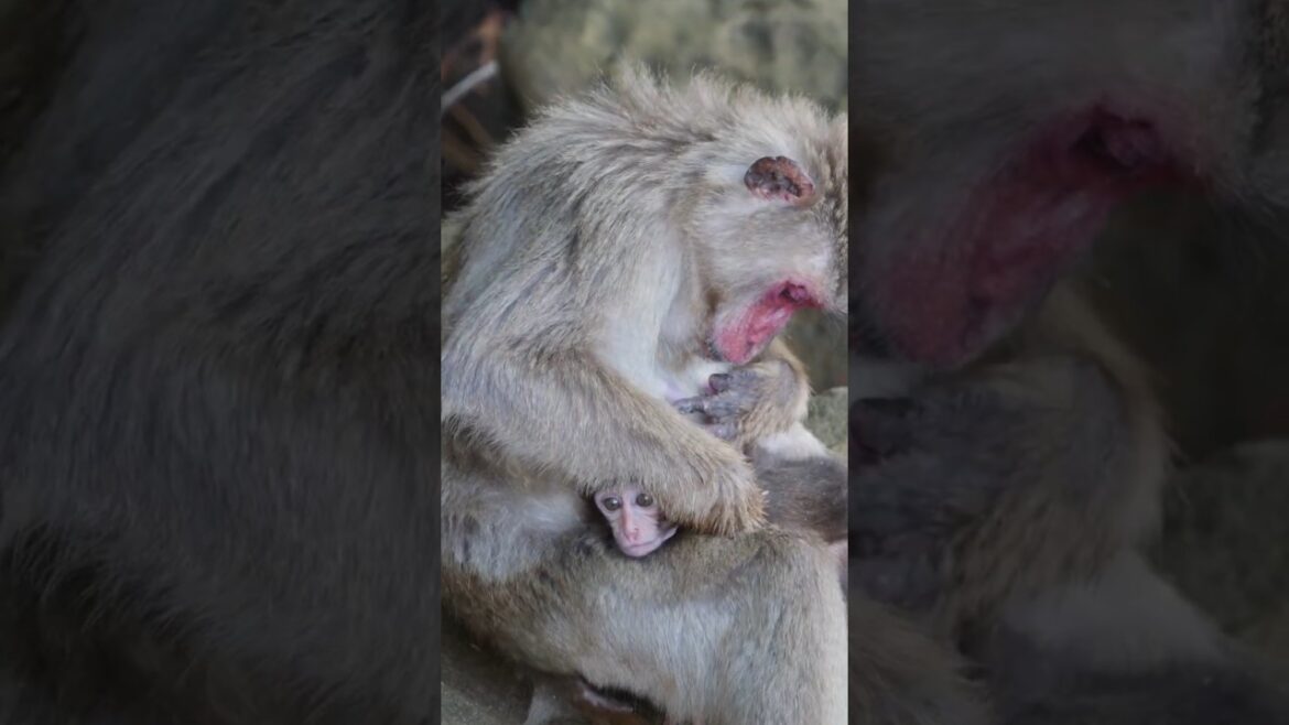 Japan’s Monkey Island: Kojima Island in Miyazaki, Japan. #monkey #猿 #幸島 Japan's Monkey Island: Kojima Island in Miyazaki, Japan. #monkey #猿 #幸島