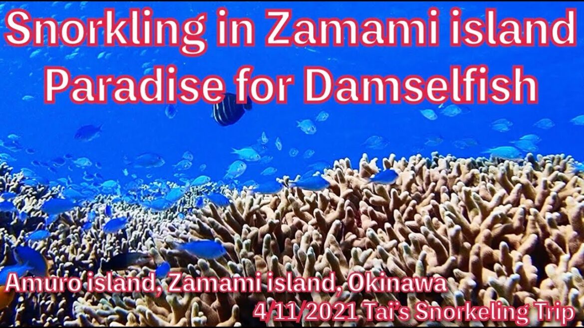 【#50 Tai’s Snorkeling Trip in Okinawa】Amuro island, Zamami island, Okinawa, Japan