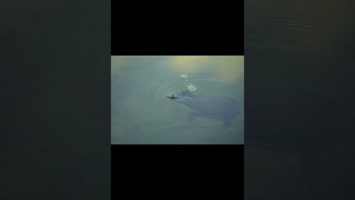 7/22、真夏の栗林公園を♪Stuck Inside of Mobile with the Memphis Blues Again♪と共に世界中の読者に贈る。