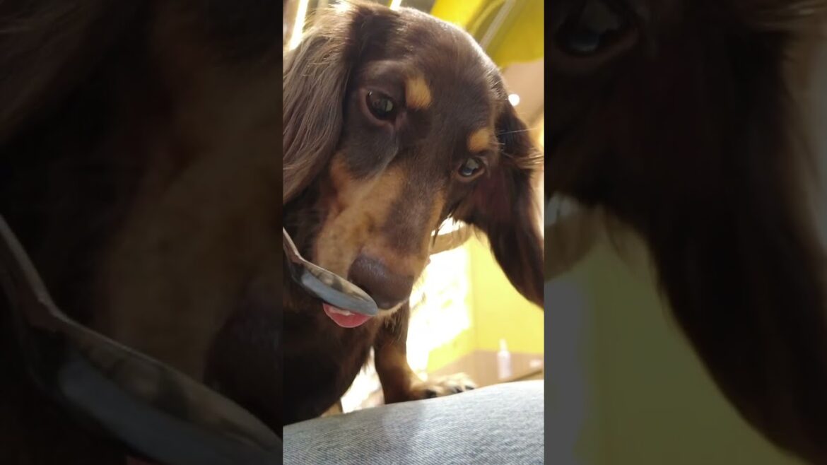 When in Tokyo - Visit a Dog Cafe!