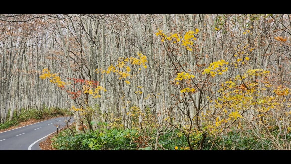 Hakkoda Goldline in late Autumn