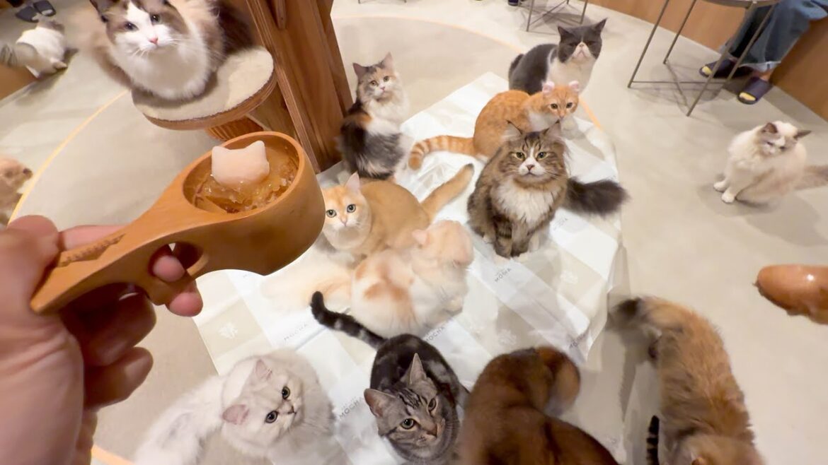 Spending Paw-some Day in Japan’s Largest Cat Cafe with lots of Cats ππ¨π Spending Paw-some Day in Japan's Largest Cat Cafe with lots of Cats ππ¨π