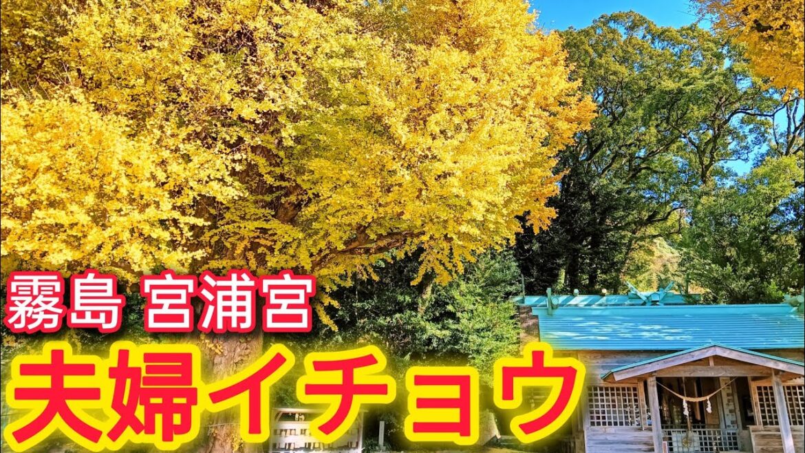 夫婦イチョウ2024 宮浦宮【鹿児島観光】【霧島観光】 夫婦イチョウ2024 宮浦宮【鹿児島観光】【霧島観光】