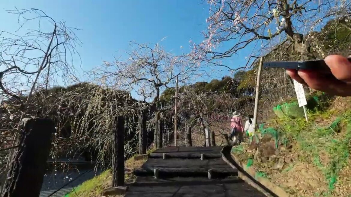 「姫石」がある大垣神社に行って梅園を見てきた