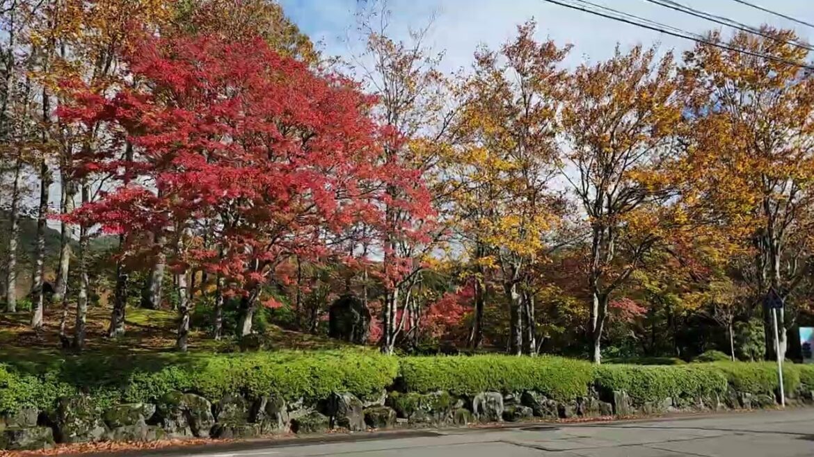 Jogi Nyorai Saihoji in Autumn