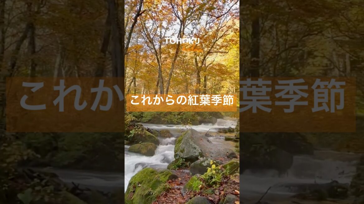 Tokyo→Tohoku Relax,奧入瀨,奥入瀬,oirase 青森観光 #chill #japanlife #aomori