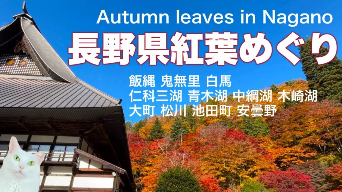 【長野県紅葉真っ盛り2024秋】飯綱から安曇野まで縦断！Autumn leaves in Nagano
