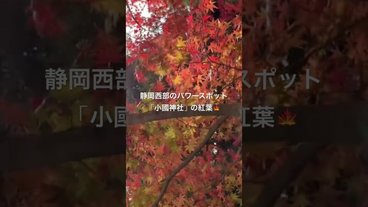 【静岡】「小國神社」の紅葉　#紅葉 #autumn #travel #vlog #パワースポット #小國神社 #静岡 #旅行